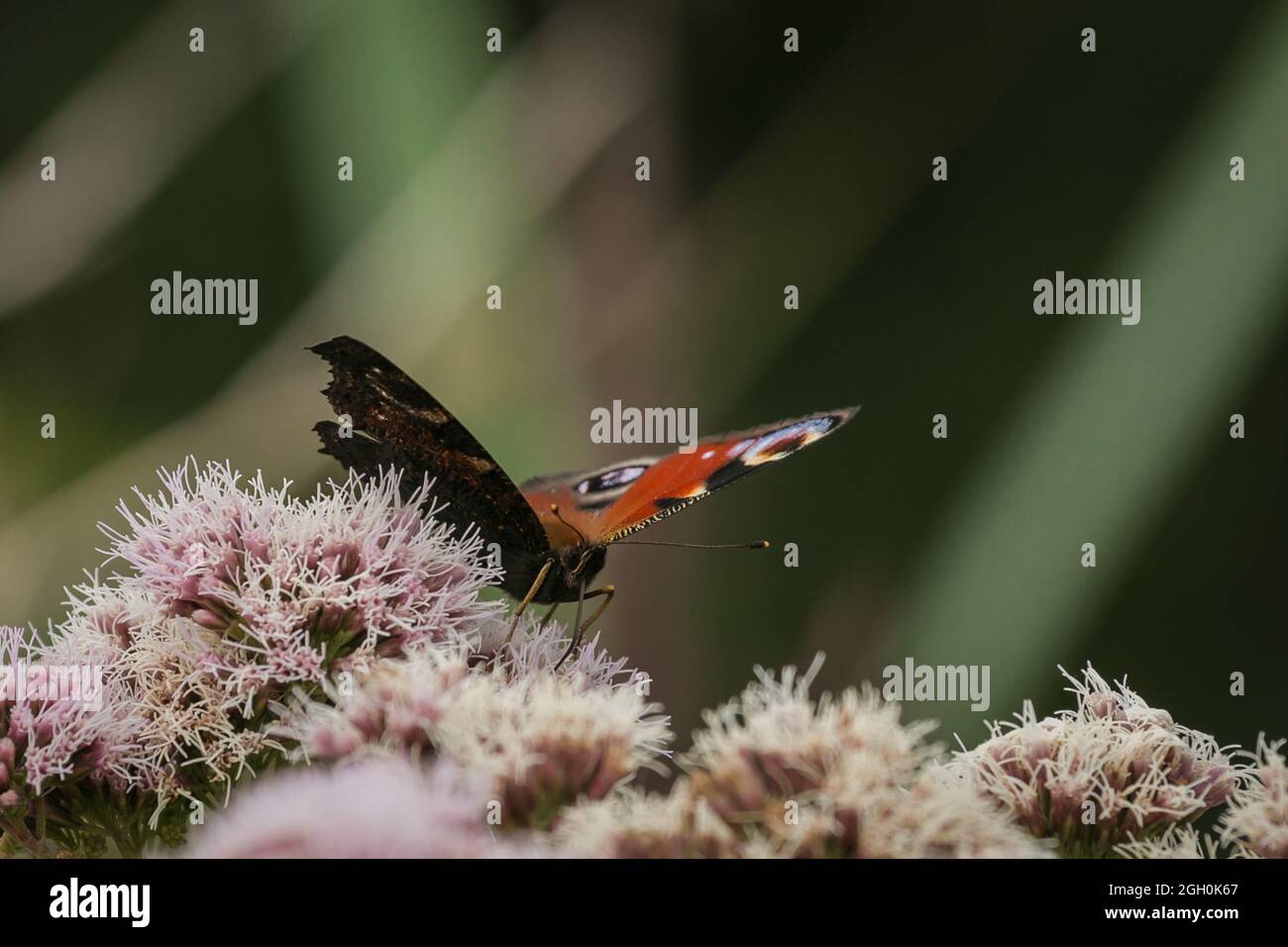Una farfalla di pavone (Aglais io) che si alimenta di fiori rosa nella vegetazione di fenland di Lakenheath Fen in Suffolk Foto Stock