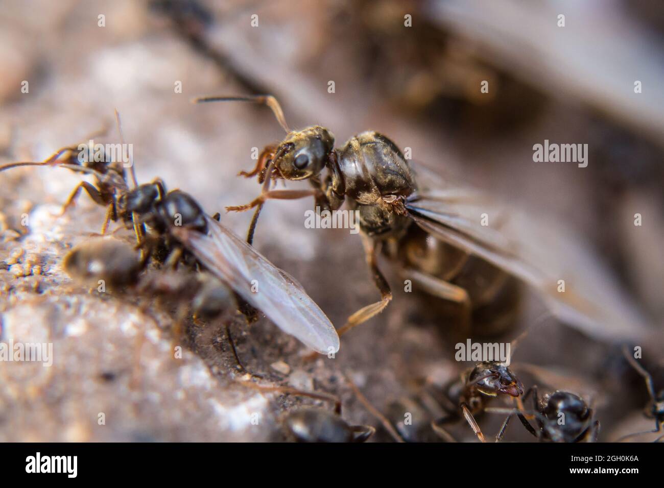 La regina nera della formica (Niger di Lasius) sta emergendo prima di volare verso una nuova casa a Lakenheath Fen in Suffolk Foto Stock