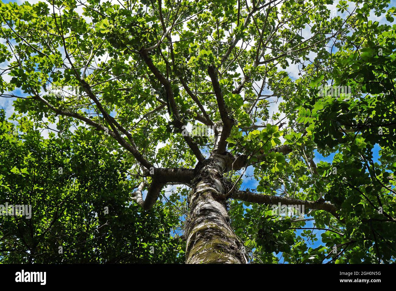 Grande albero sulla foresta pluviale tropicale, Rio de Janeiro, Brasile Foto Stock