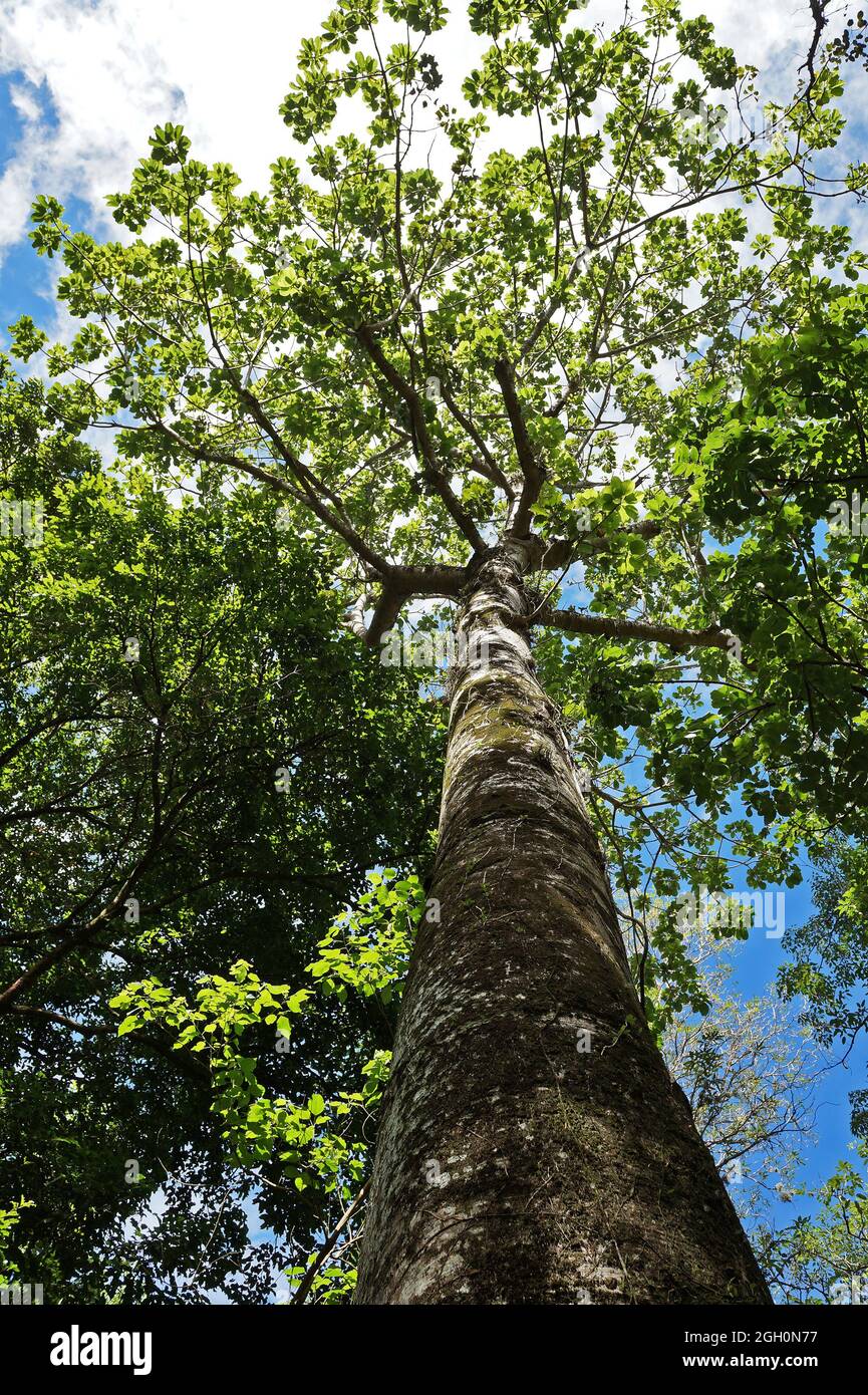 Grande albero sulla foresta pluviale tropicale, Rio de Janeiro, Brasile Foto Stock