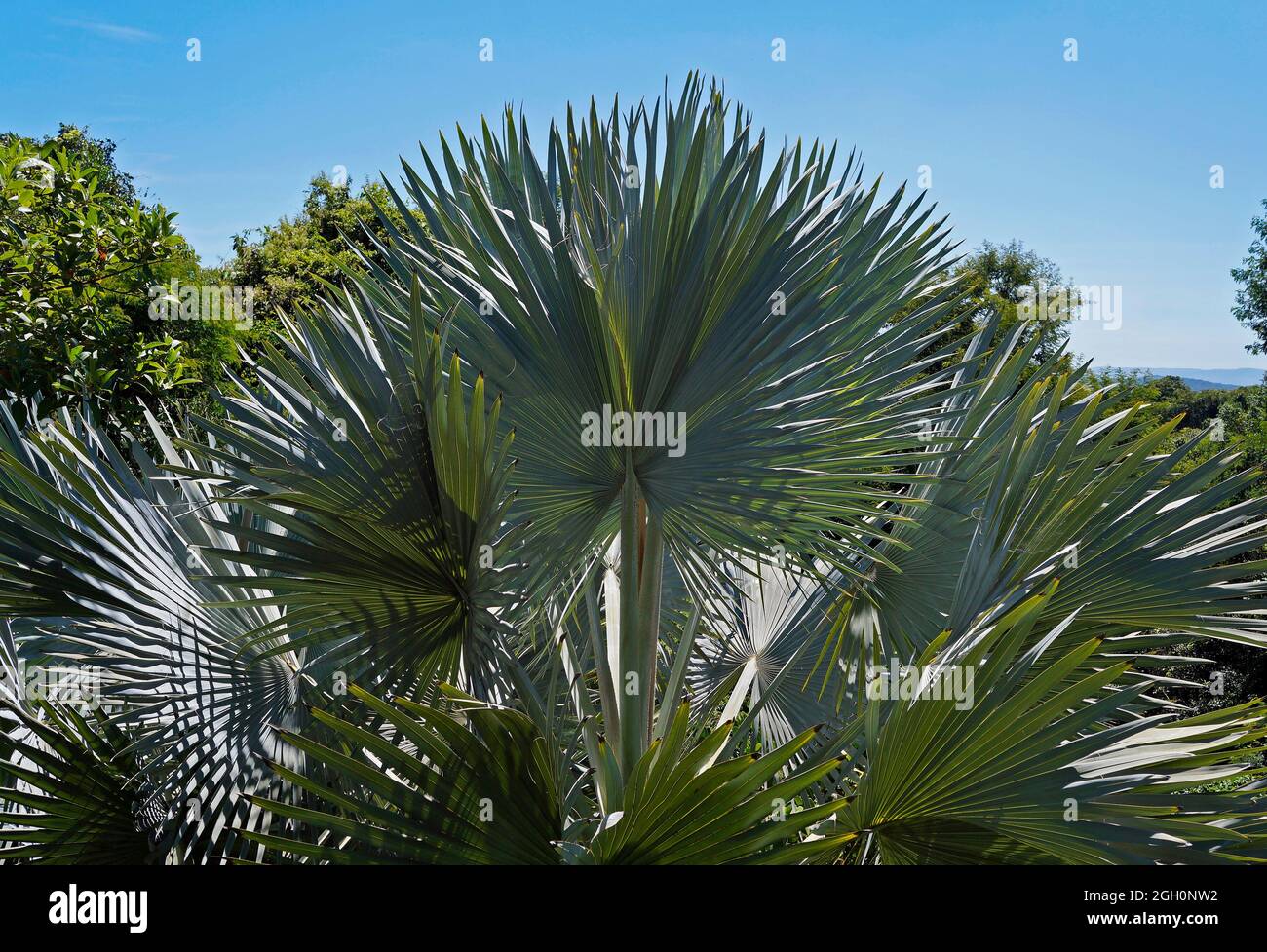 Fan foglie di palma, Minas Gerais, Brasile Foto Stock