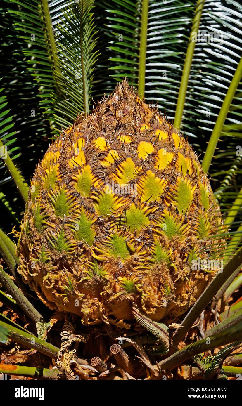 Foglie nuove di palma di sago (Cycas revoluta), Minas Gerais, Brasile Foto  stock - Alamy