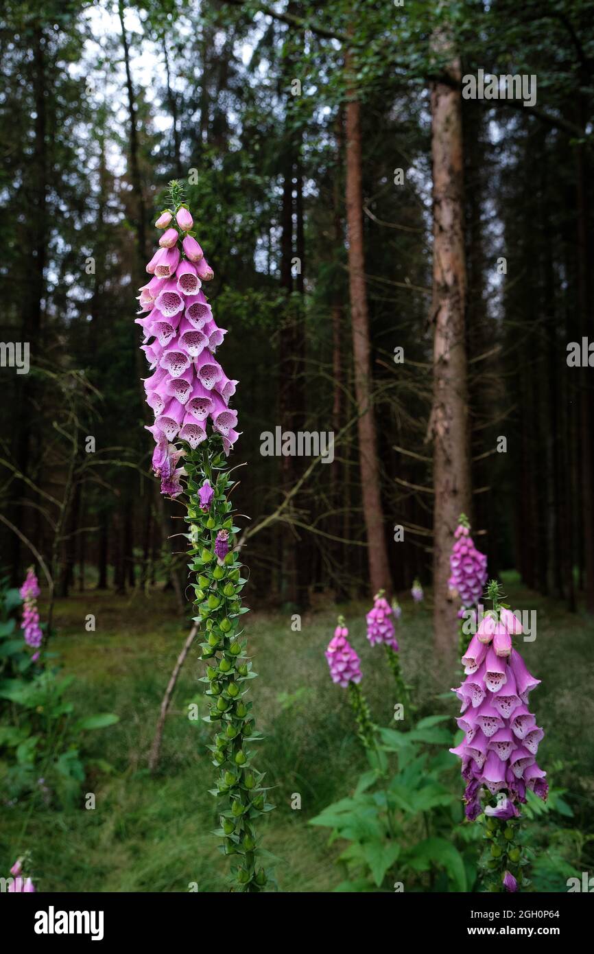 Fiore di purpurea di Digitalis, guanto di foxglove, guanto di foxglove viola, guanto da donna. Alberi scuri e poco affilati e la foresta sullo sfondo. Amersfoort, il Foto Stock