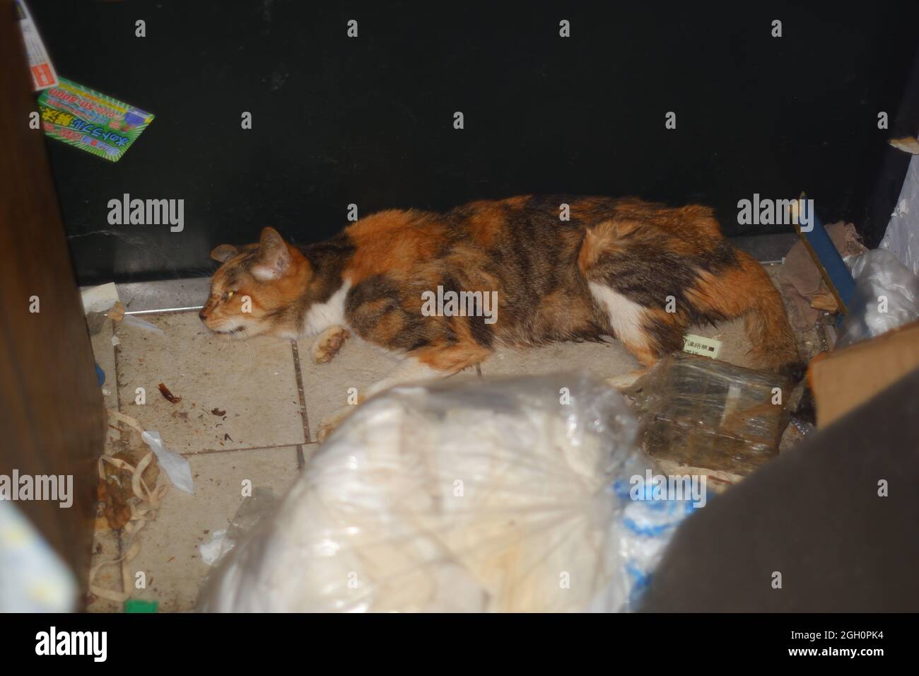 Gatto giapponese super senior nei suoi ultimi giorni Foto Stock