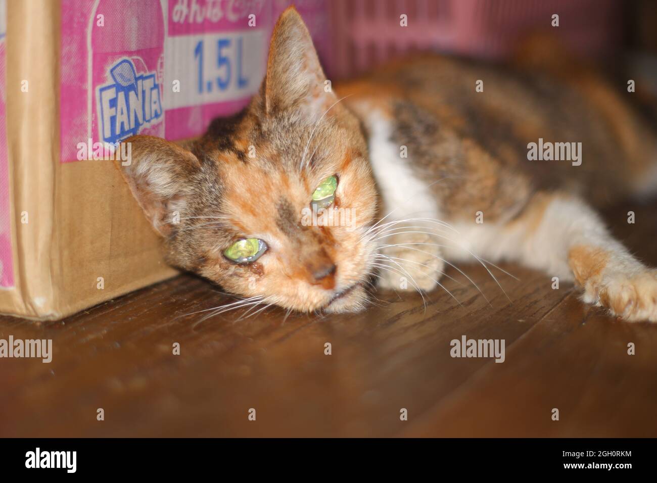 Gatto giapponese super senior nei suoi ultimi giorni Foto Stock