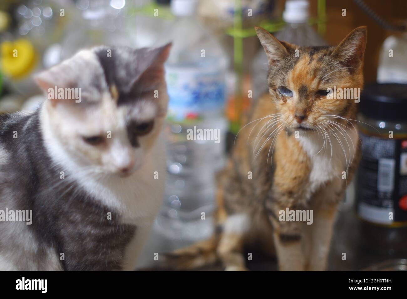 Gatto giapponese super senior nei suoi ultimi giorni Foto Stock