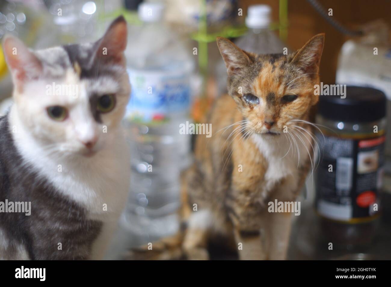 Gatto giapponese super senior nei suoi ultimi giorni Foto Stock