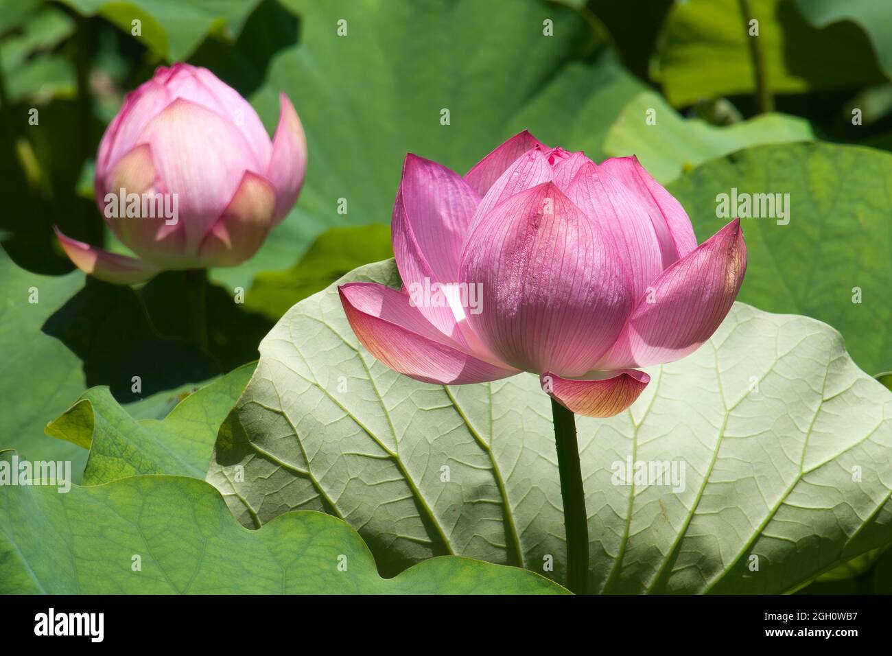 Sydney Australia, fiore rosa di un nelibbo nucifera, noto anche come loto indiano, loto sacro Foto Stock