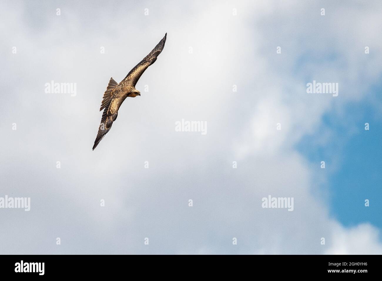 Un aquilone nero (Milvus migrans) che vola con le sue ali spalancate Foto Stock