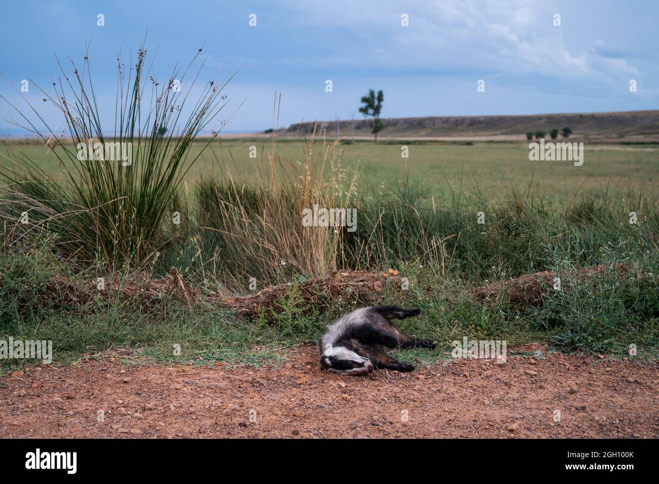 Un tasso europeo (Meles meles) si trova morto sul terreno vicino a una strada al lago di Gallocanta, un sito dichiarato Ramsar, che protegge una superficie di 6,720 ettari come un w Foto Stock