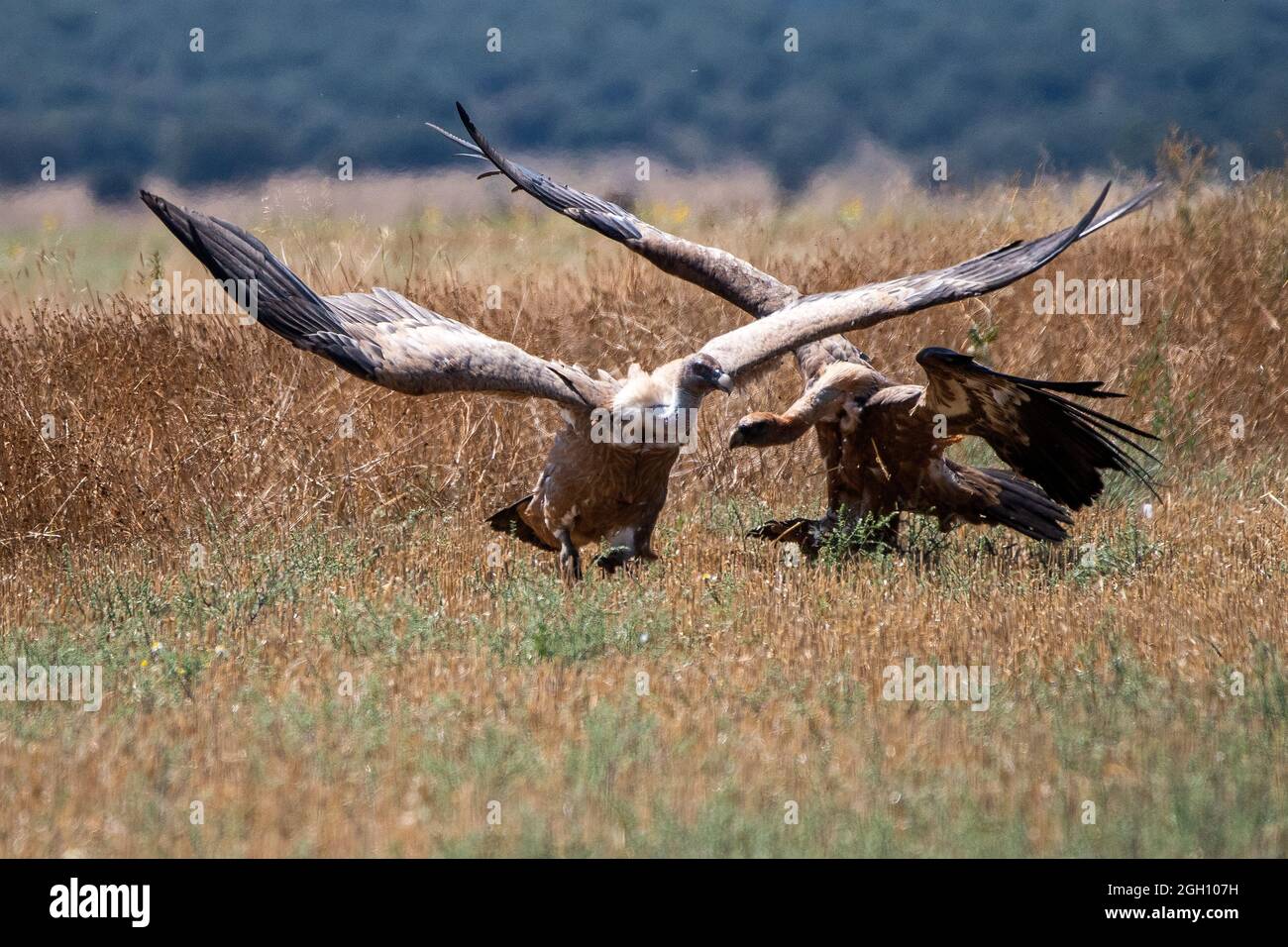 Griffon avvolttures (Gyps fulvus) combattendo in un campo vicino al lago di Gallocanta, un sito dichiarato Ramsar, proteggendo una superficie di 6,720 ettari come una zona umida di intern Foto Stock
