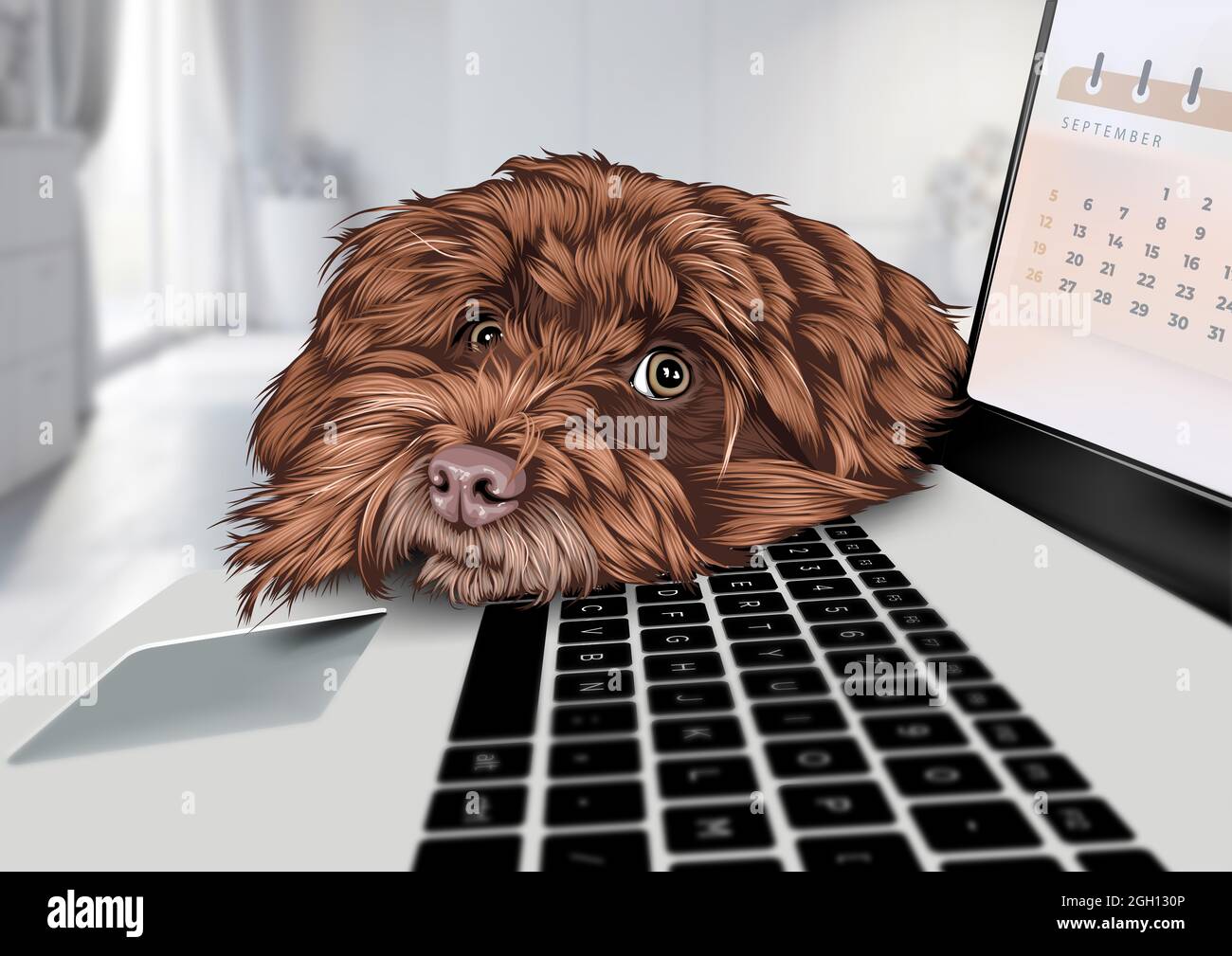 Cane Havanese Bichon utilizzando il concetto di telelavoro Foto Stock