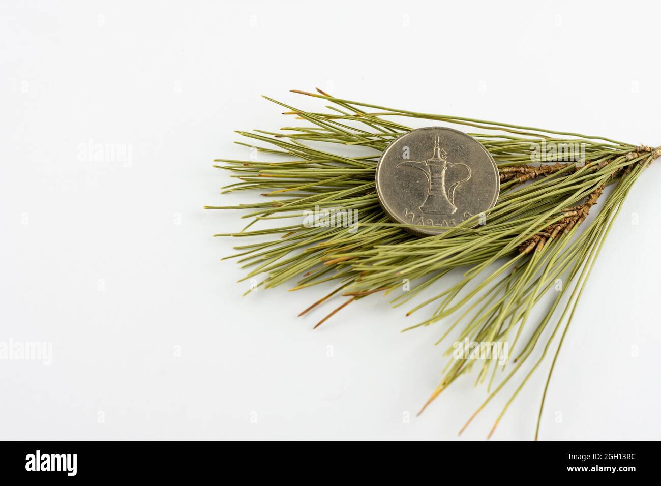 UAE 1 Dirham Coin su aghi di pino isolati su sfondo bianco. Foto Stock