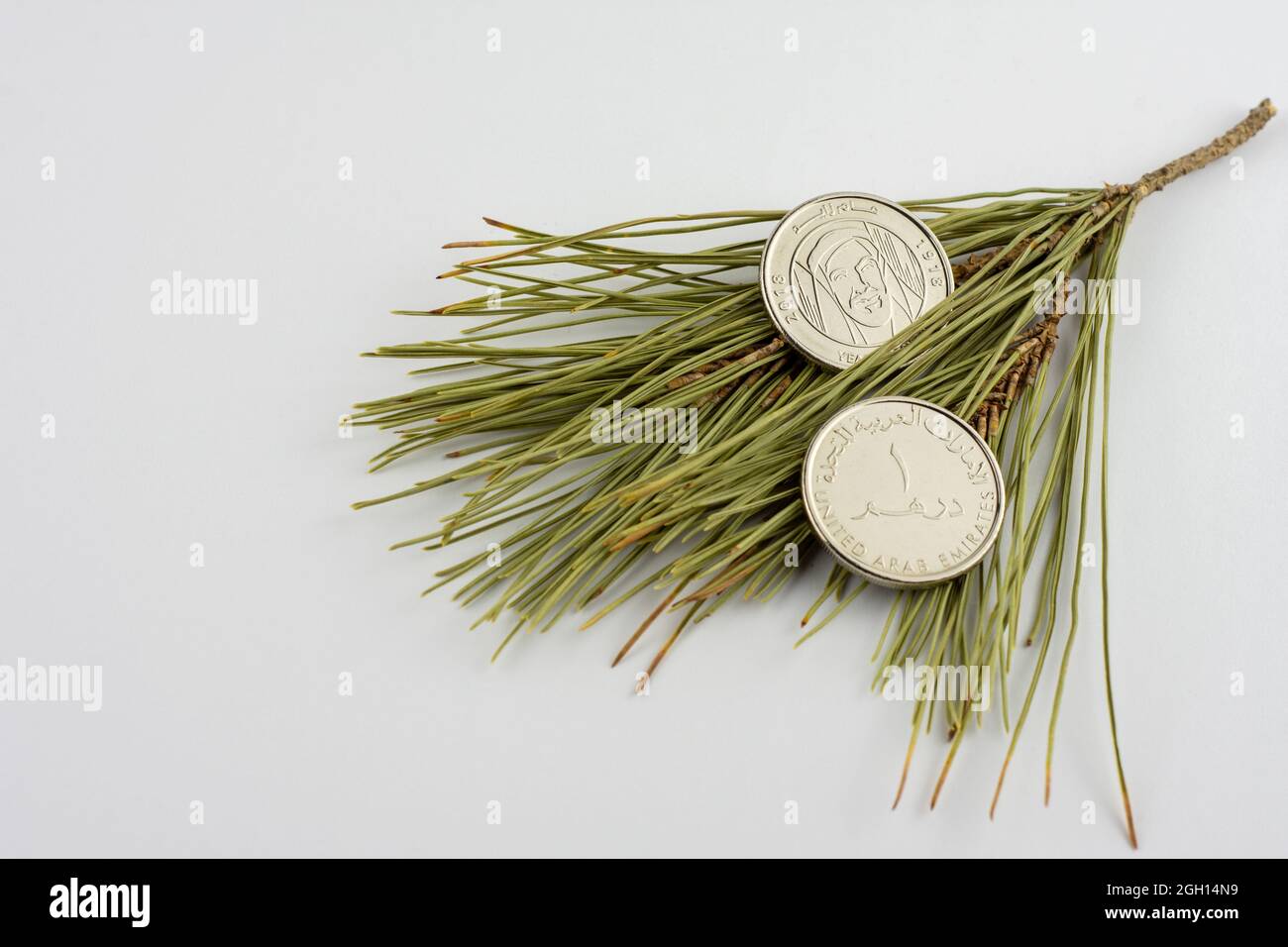 UAE 1 monete di Dirham su aghi di pino isolato su sfondo bianco, anno di Zayed 2018. Foto Stock