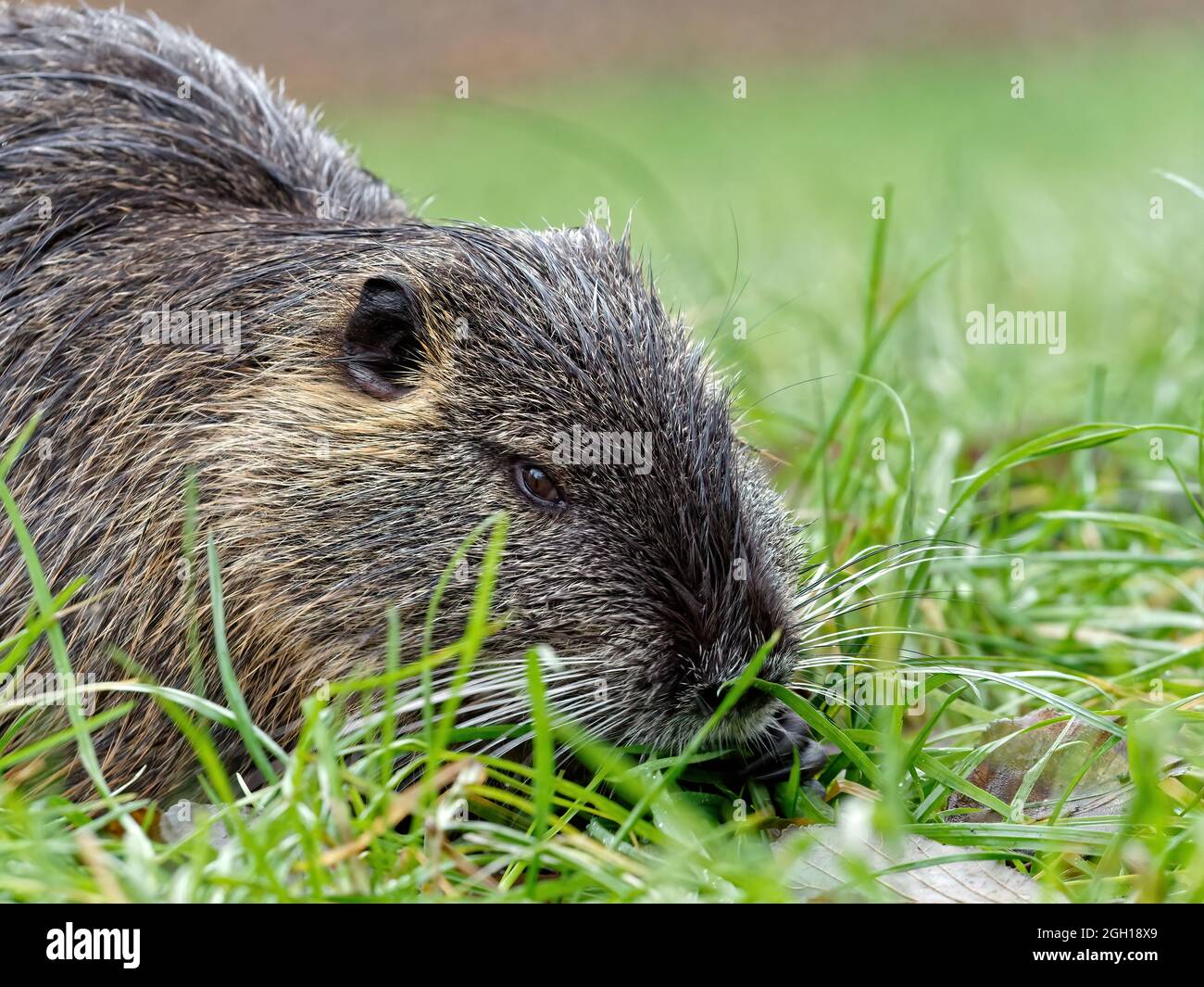 Primo piano di vista di lontre minuscoli carini che giacciono sull'erba vicino all'albero nella foresta Foto Stock