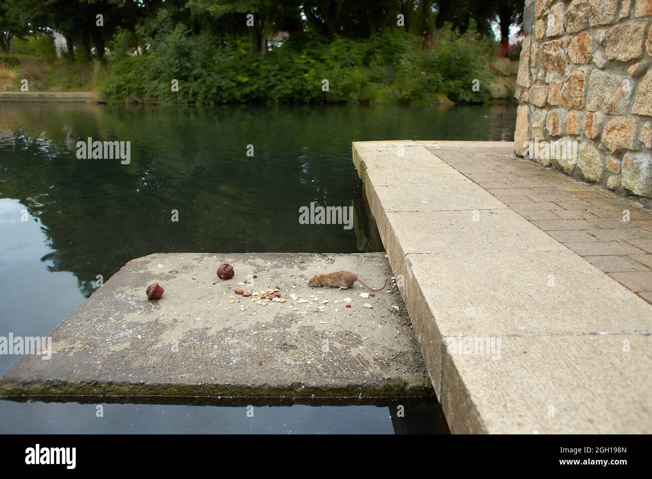 ARVICOLA anfibio. Il ratto d'acqua raccoglie le briciole di pane. Foto Stock