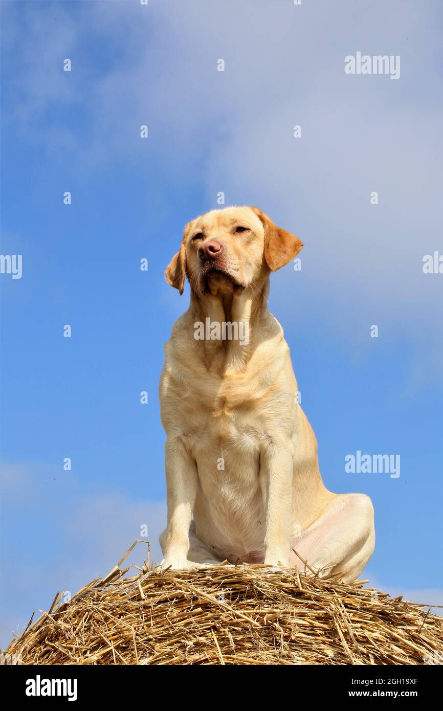golden retriever sul campo Foto Stock