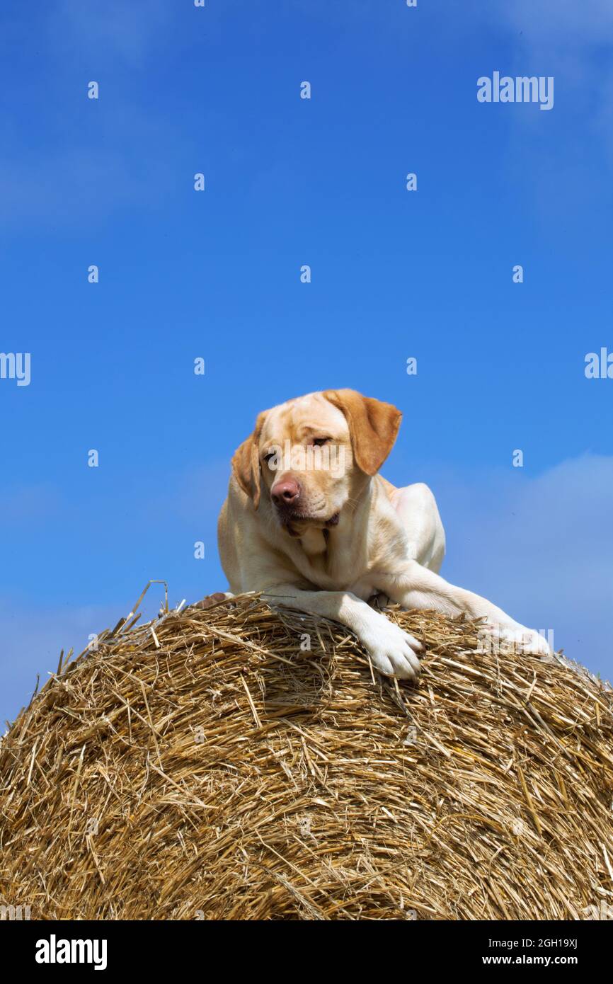 golden retriever sul campo Foto Stock