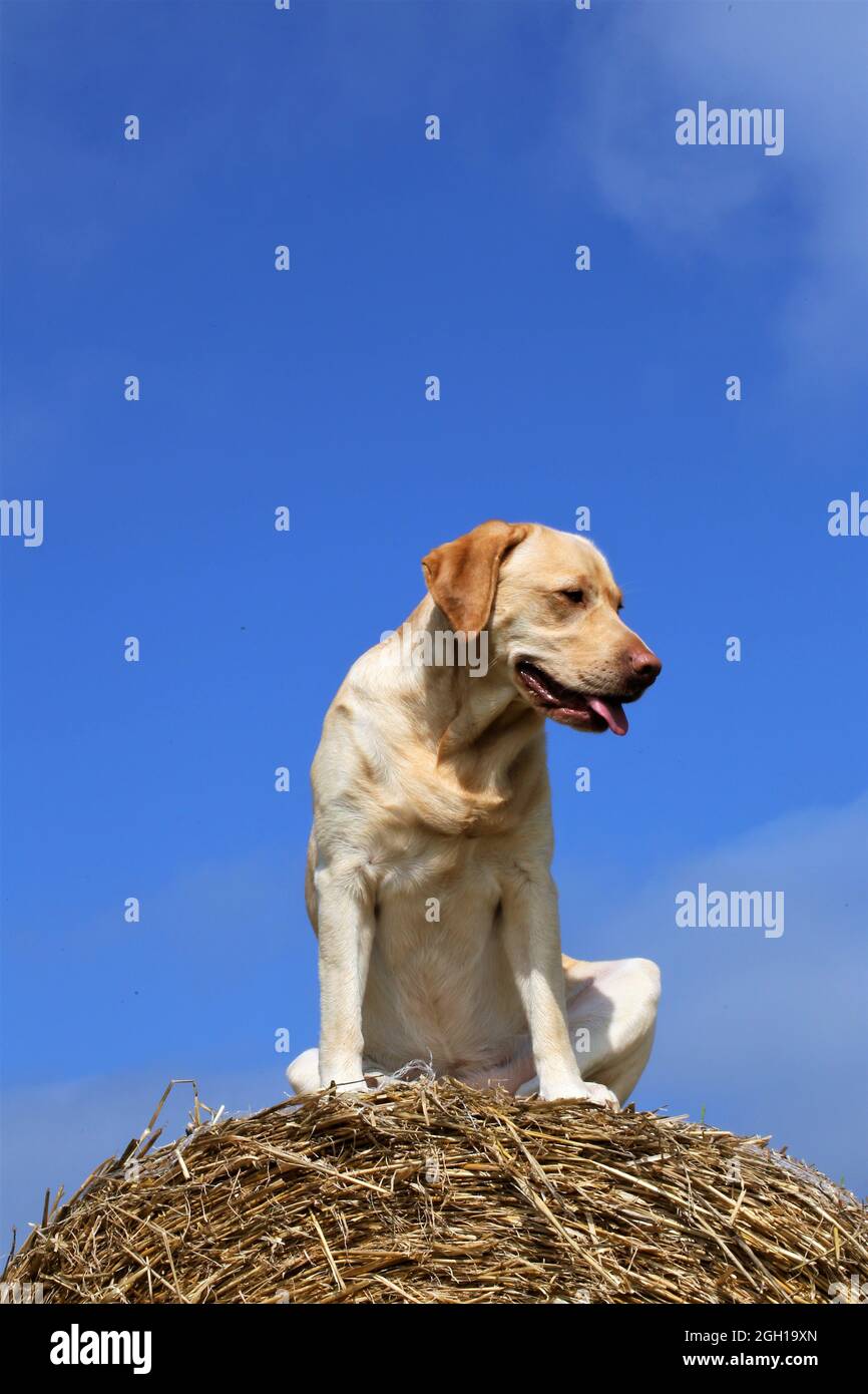 golden retriever sul campo Foto Stock