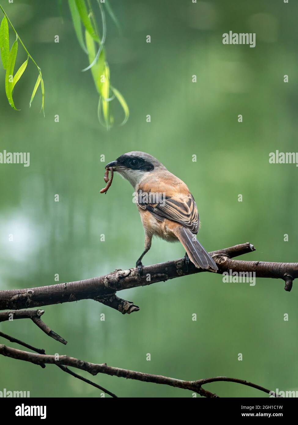 Primo piano di un gambero a coda lunga seduto su un ramo durante l'ora primaverile nella giornata di sole Foto Stock