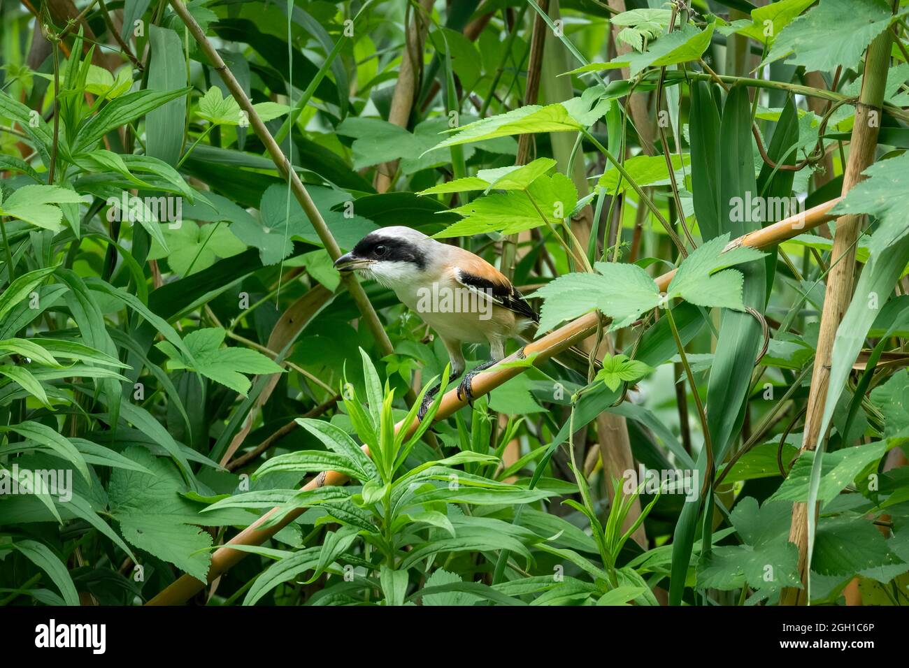 Primo piano di un gambero a coda lunga seduto su un ramo durante l'ora primaverile nella giornata di sole Foto Stock