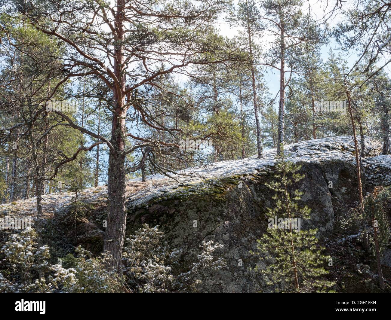 Terreno roccioso innevato nella foresta boreale dopo le nevicate primaverili Foto Stock