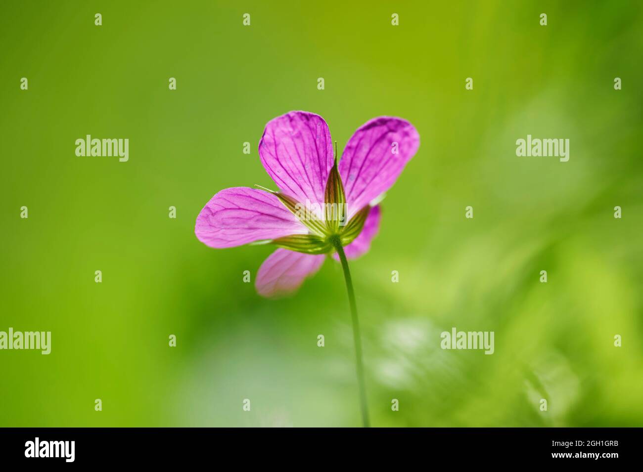 Herb-Robert, rapina rossa, la morte viene rapidamente, storksbill, volpe geranio, Puzzolente Bob, squinter-pip (Geranium robertianum) fiore in primavera, superiore Foto Stock