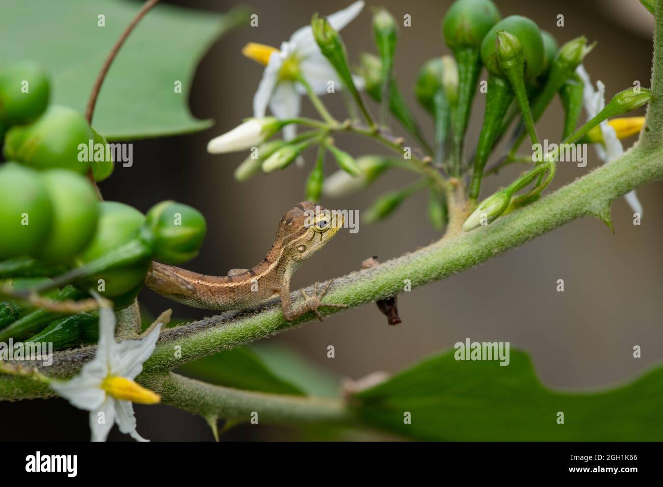 Un giardino orientale lucertola (femmina) su foglia sul giardino della casa Foto Stock