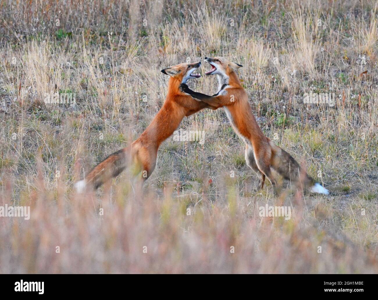 Volpe rossa, vulpes Vulpes, cuccioli di lotta Foto Stock