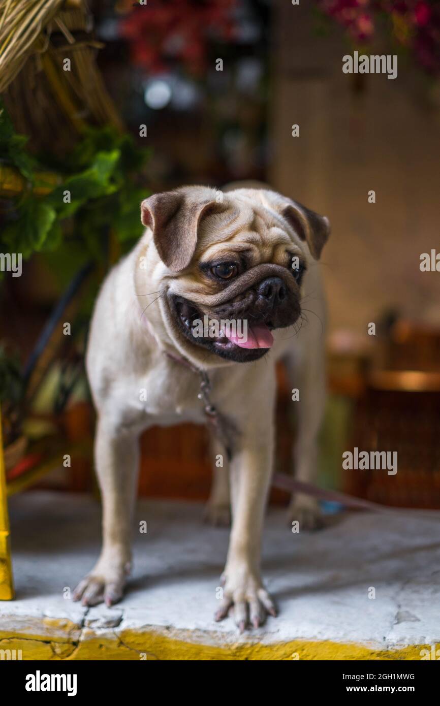 Allegro e divertente pug cucciolo si trova sul tavolo e si guarda intorno. Adorabile cane pug. Immagini belle. Foto di alta qualità. Foto Stock