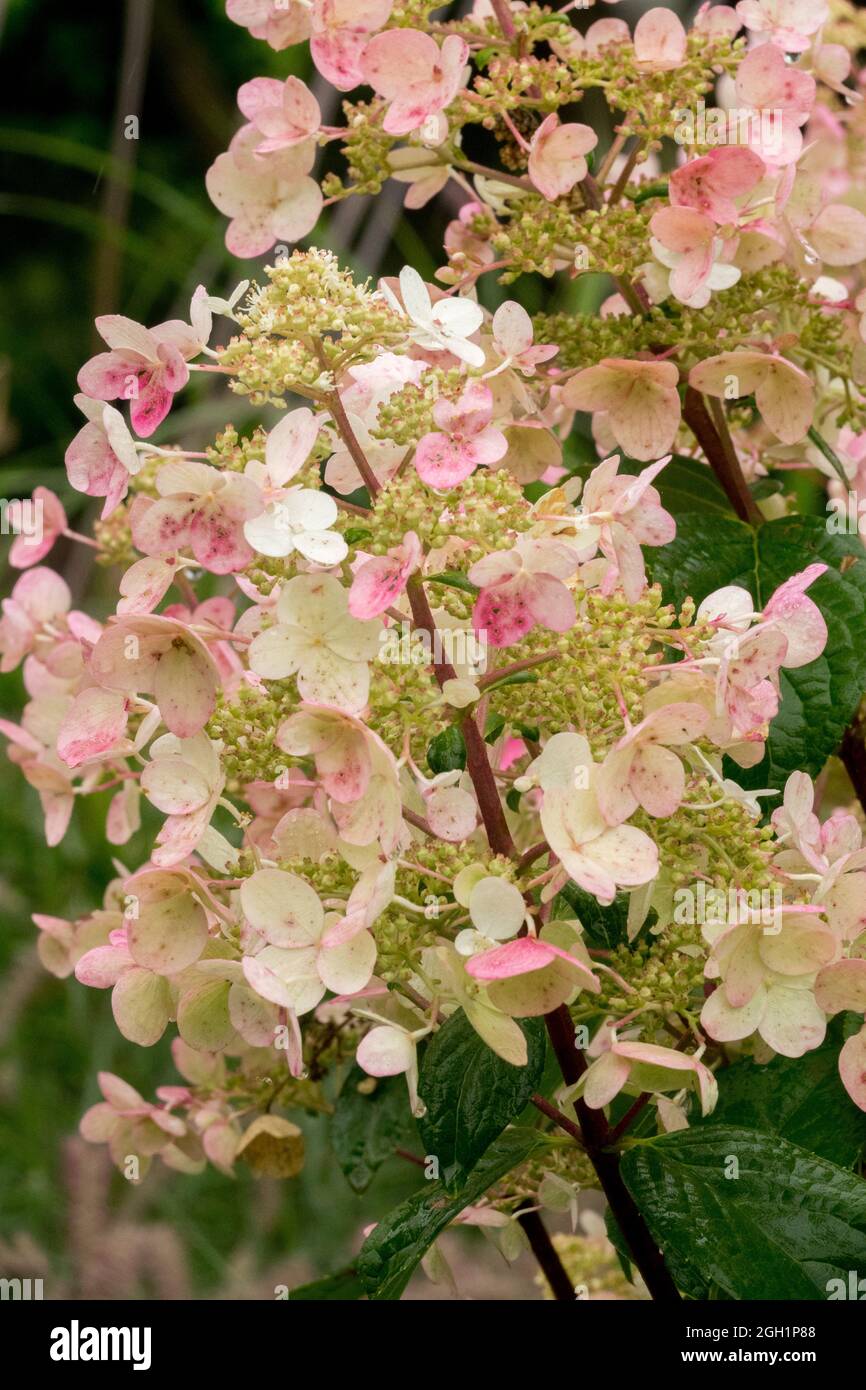 Hydrangea paniculata fiore WIMS Rosso Foto Stock