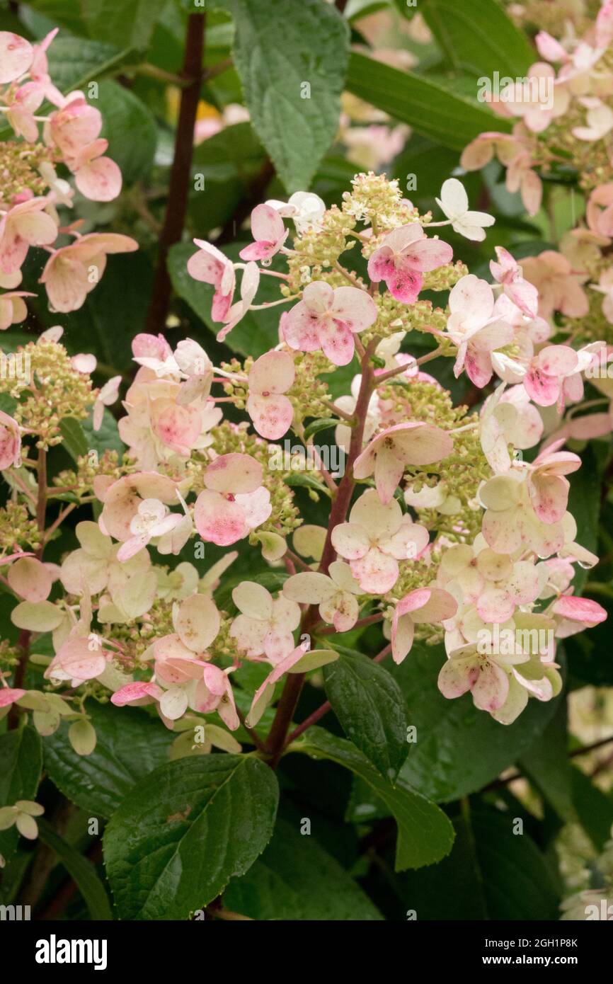Fiore Hydrangea paniculata WIMS Rosso Foto Stock