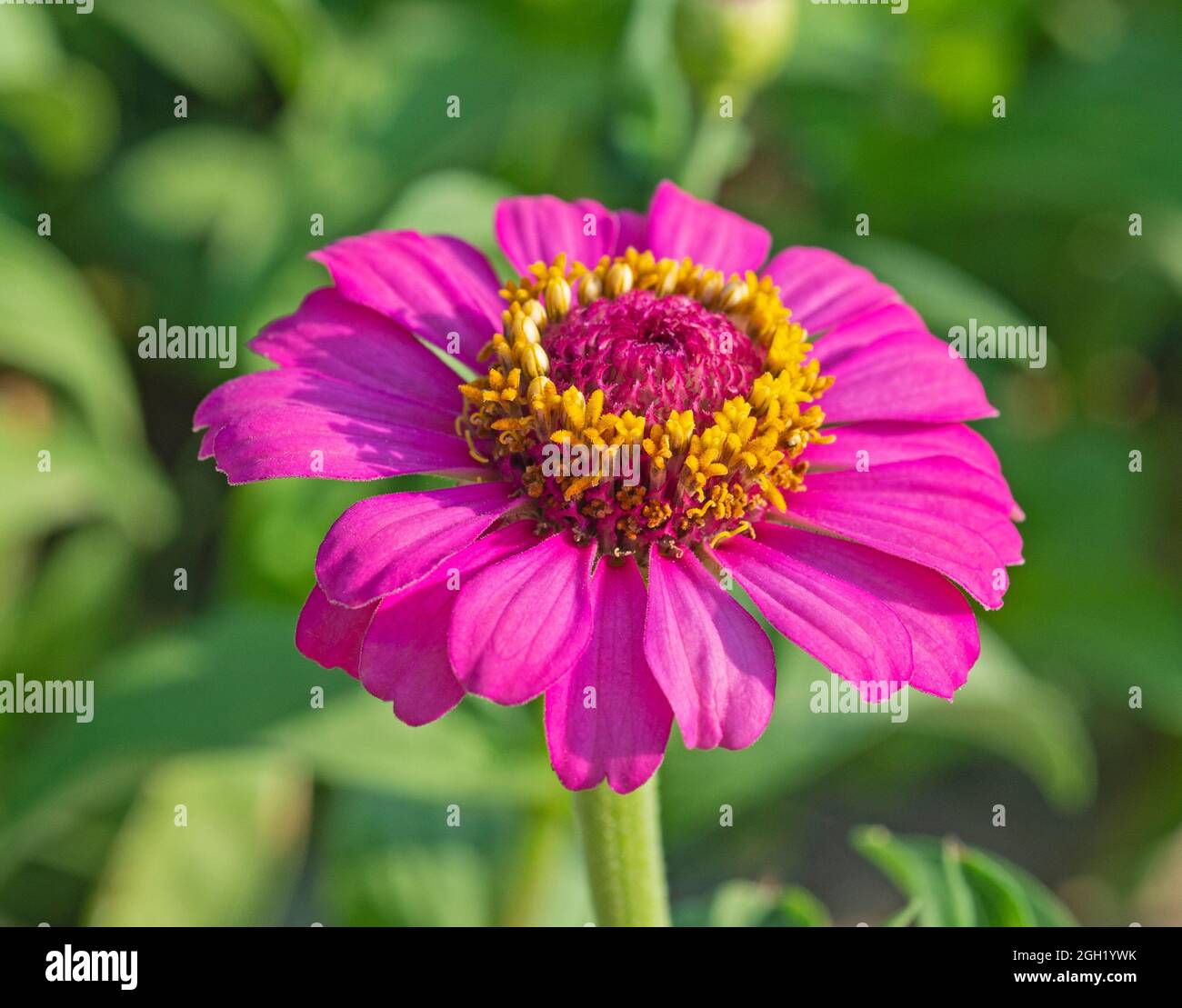 Primo piano di un fiore di dahlia in giardino con petali rosa e balza gialla Foto Stock