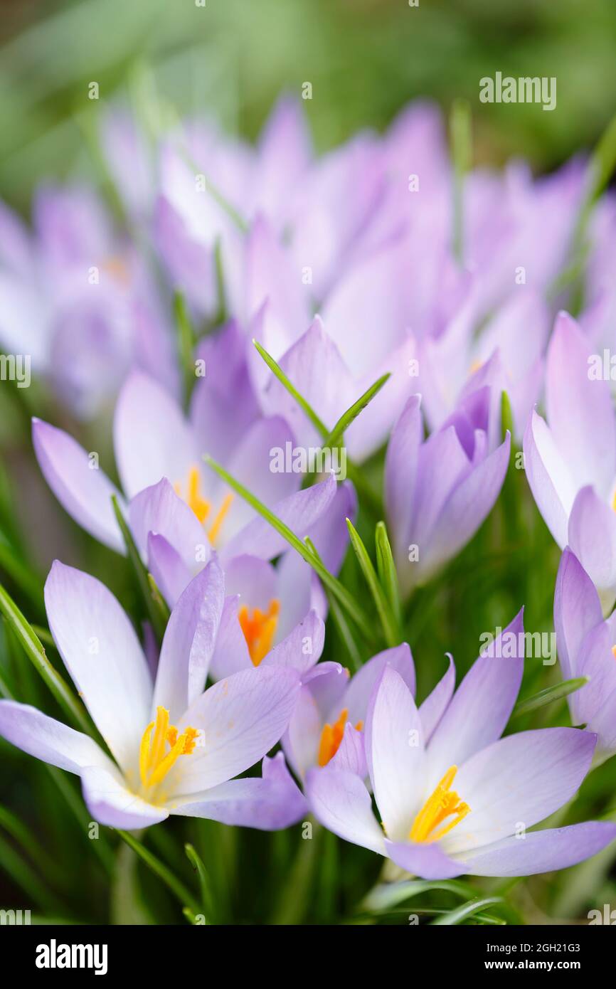 Crocus fiori, primi cocchi viola primavera in fiore in un giardino, Regno Unito Foto Stock