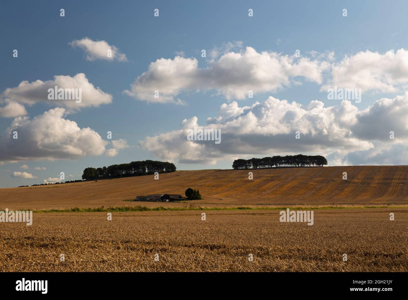 Grumi di alberi sul lato della collina sopra i campi di grano, vicino a Wantage, Oxfordshire, Inghilterra, Regno Unito, Europa Foto Stock