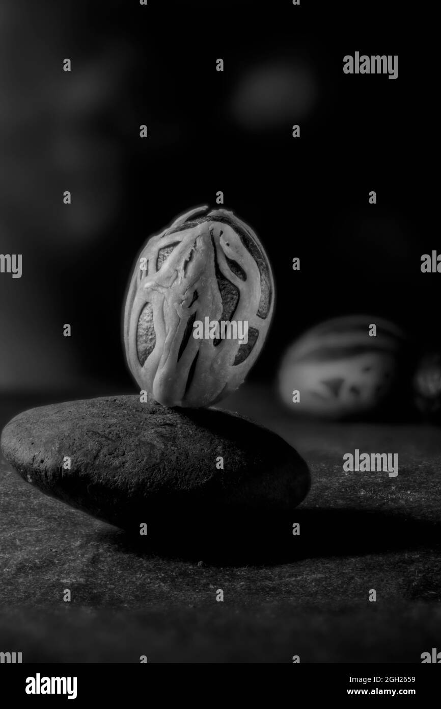 Noce moscata (Myristica fragrans) spezia, con Mace copertura, e Theobroma cacao palla ingrediente alimentare ancora vita Foto Stock