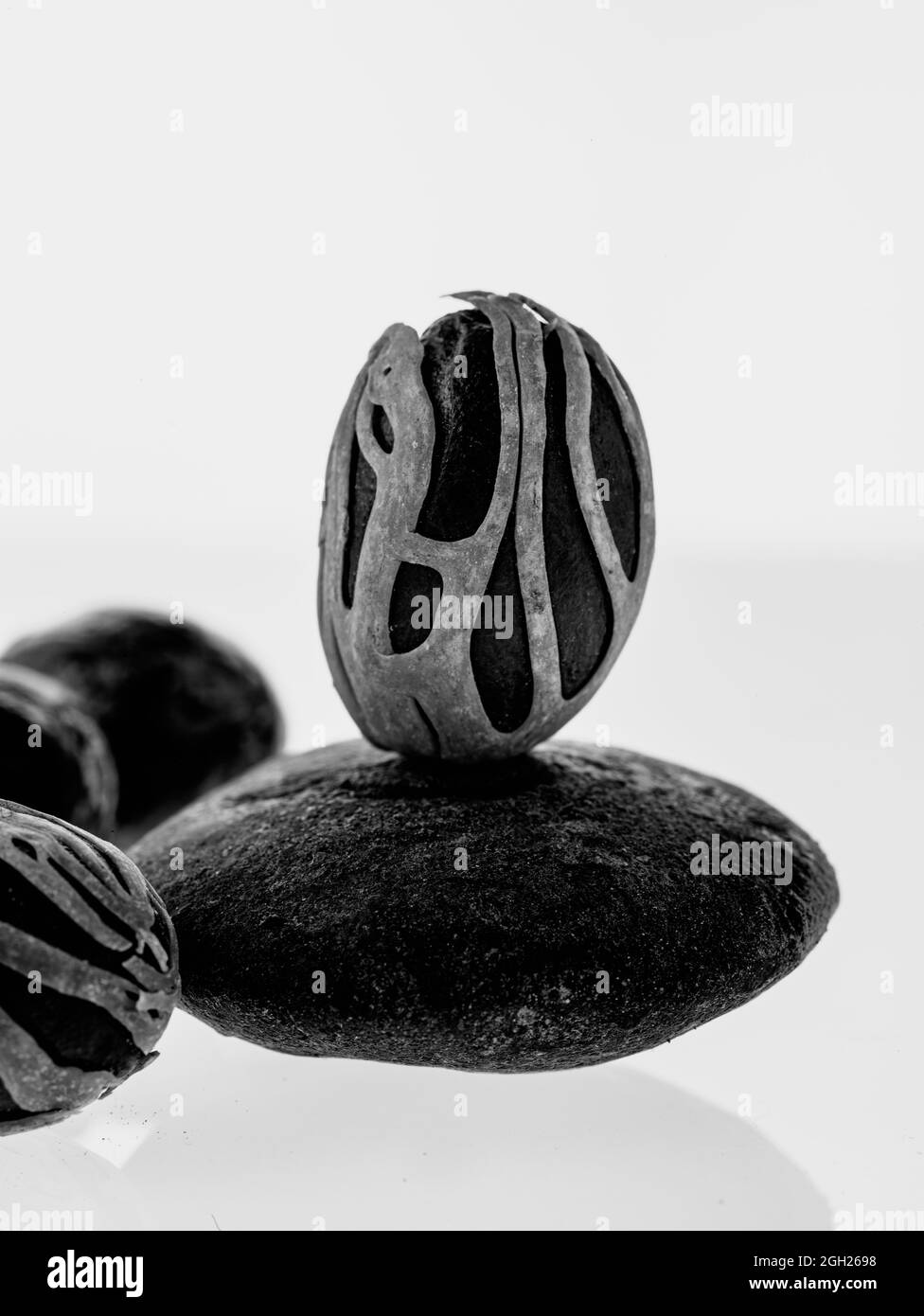 Noce moscata (Myristica fragrans) spezia, con Mace copertura, e Theobroma cacao palla ingrediente alimentare ancora vita Foto Stock