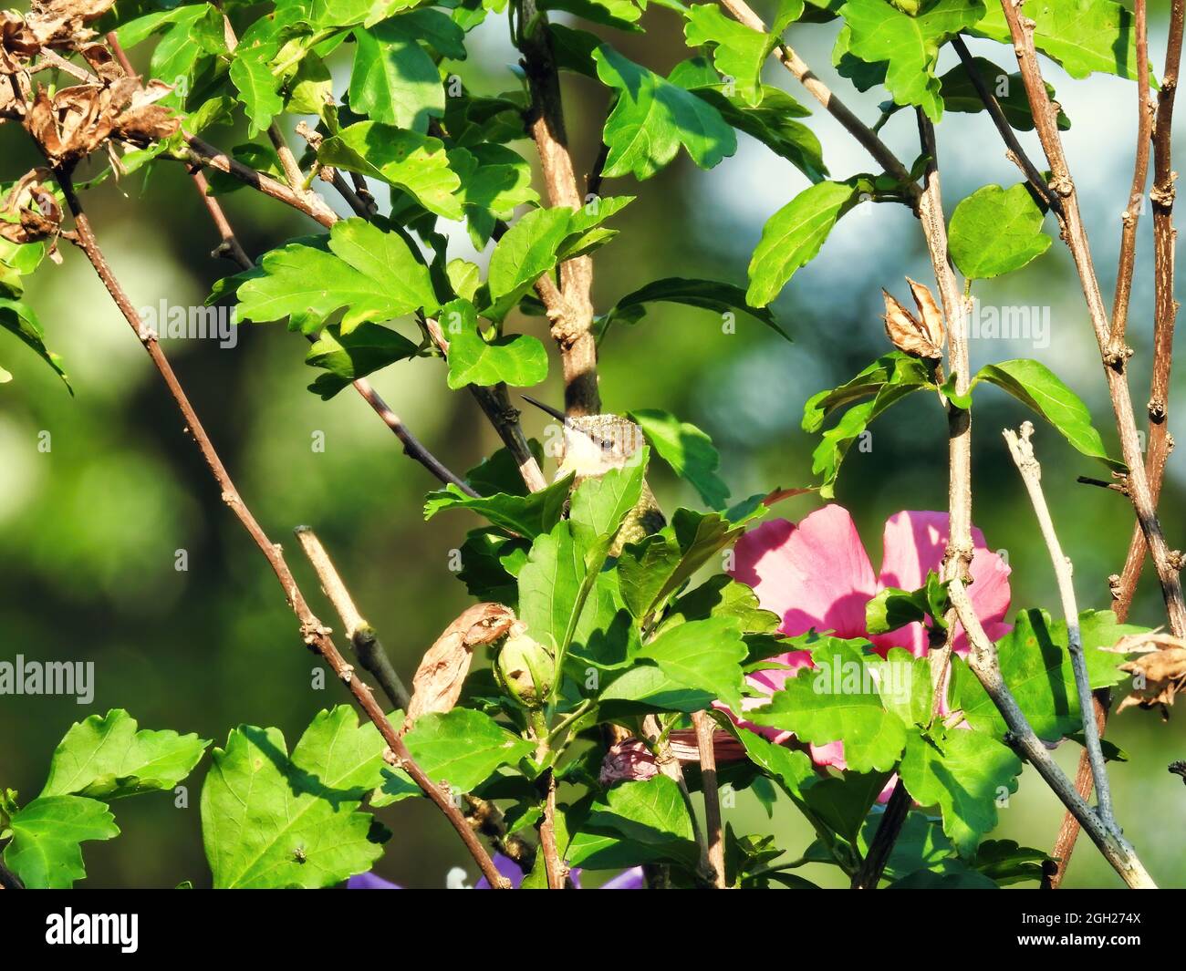 Hummingbird vicino a Flower: Un colibrì dal punto di vista del rubino arroccato e quasi nascosto in un bush di fiori di ibisco che si crogiolava al sole Foto Stock