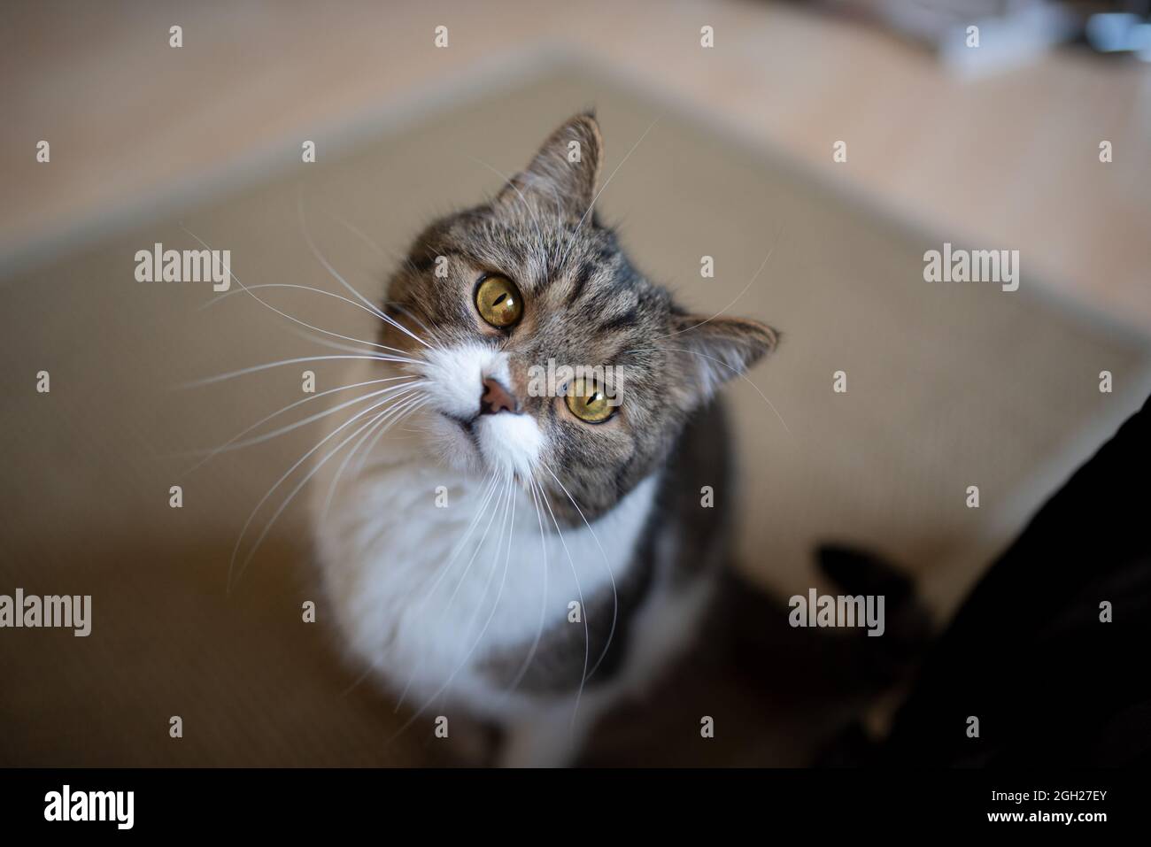 carino e curioso gatto bianco tabby testa inclinabile guardando verso l'alto la fotocamera Foto Stock