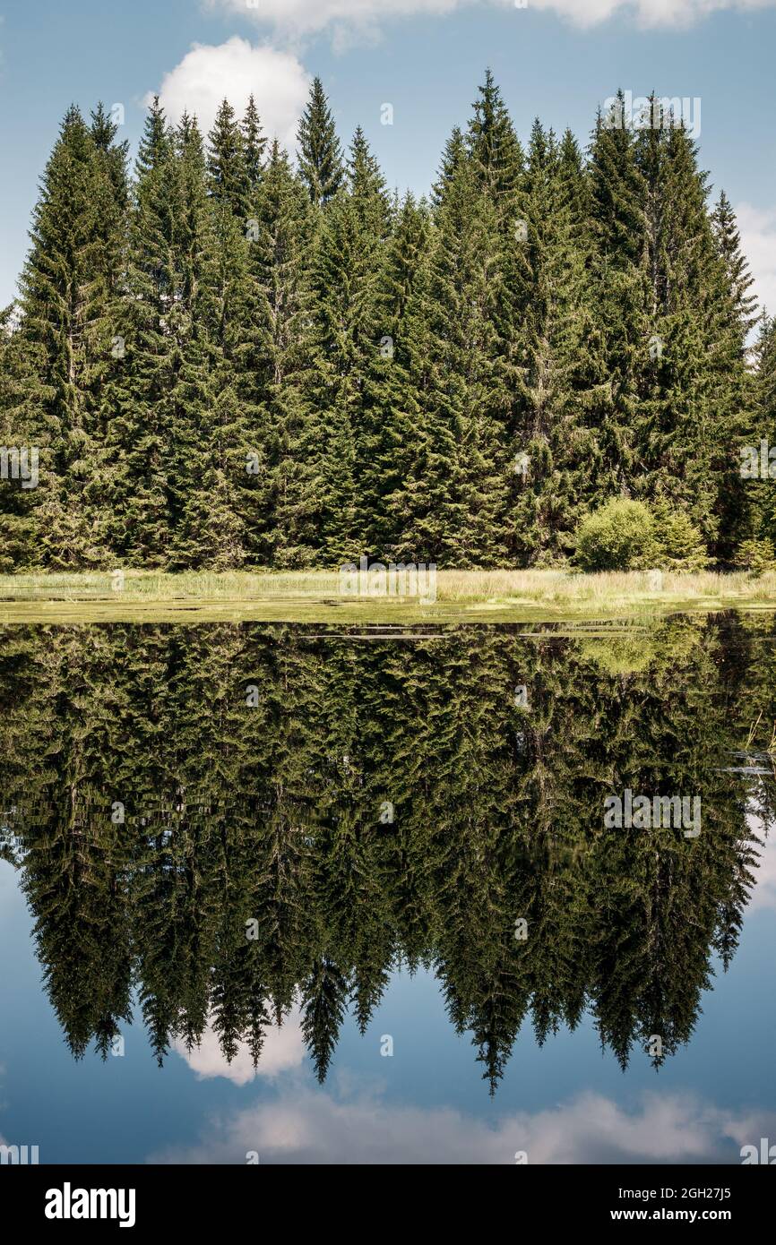 Alberi di abete rosso con riflessi sulla superficie dell'acqua. Foresta e lago noto come lago di cervo nel parco naturale Sumava, Repubblica Ceca Foto Stock