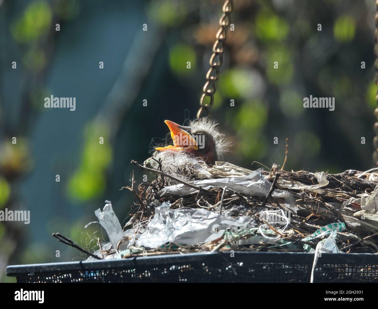 American Robin Baby Bird: Un uccello americano Robin baby solo un paio di giorni fa si stende la testa sul lato del nido e chiede ai suoi genitori per fo Foto Stock
