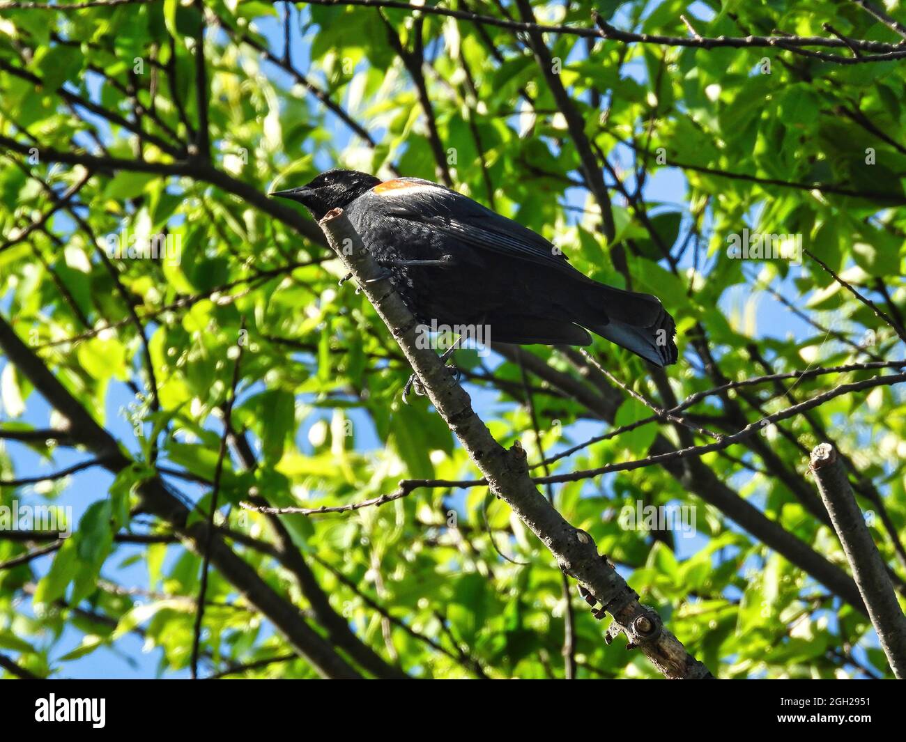 Red-Winged Blackbird on Branch: Sunshines su un uccello nero con le alette rosse seduto su un ramo in un giorno d'estate. Foto Stock