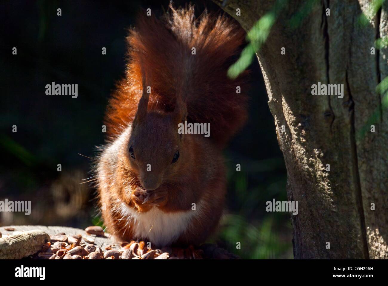 Inquadratura ravvicinata di un rosso eurasiatico scoiattolo (Sciurus vulgaris) Foto Stock