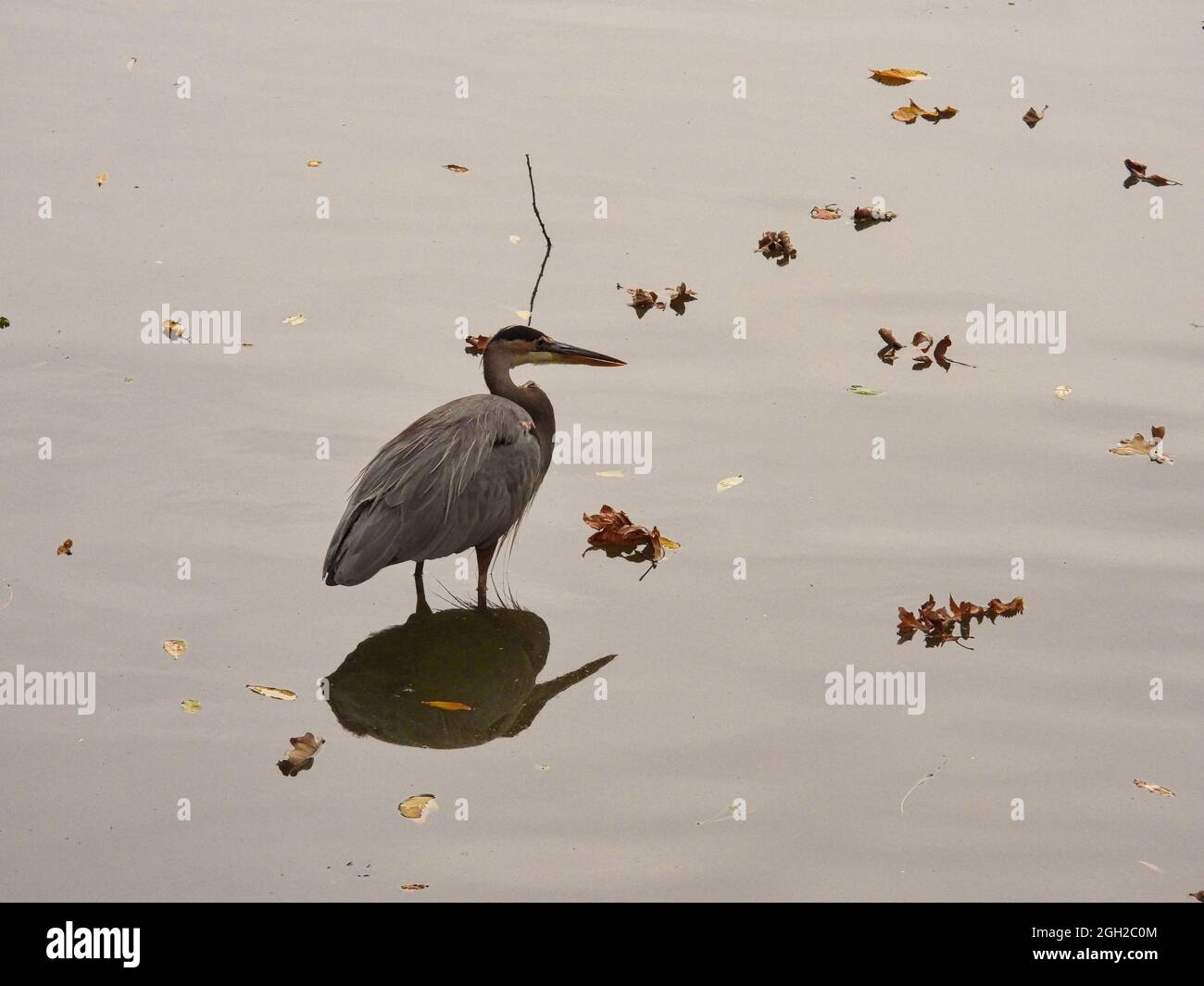 Heron in piedi in acqua: Un grande uccello di airone blu si erge in acque poco profonde in un giorno di caduta coperto con le foglie d'autunno che galleggiano nell'acqua vicina Foto Stock
