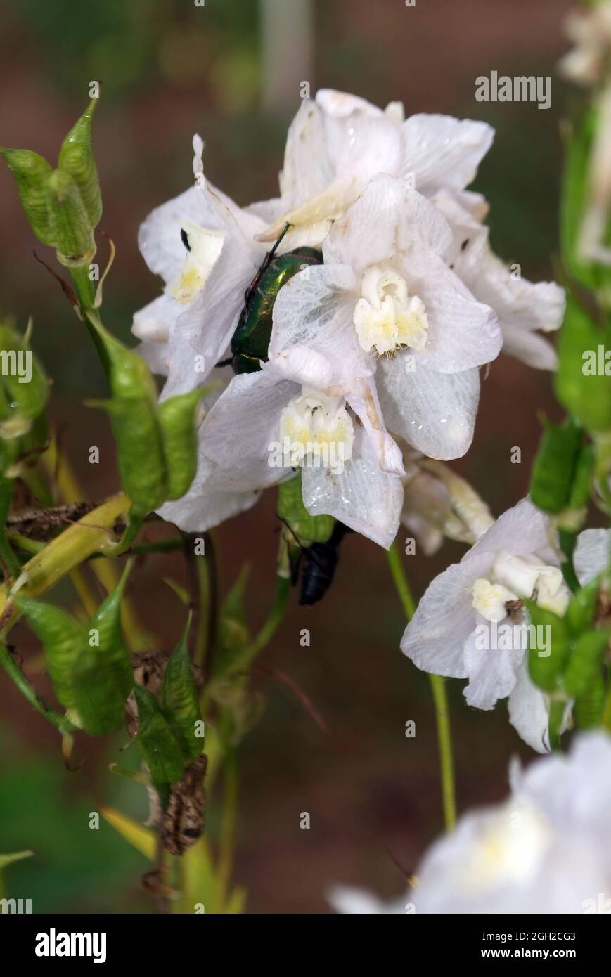 coleottero verde in fiore bianco, in estate Foto Stock