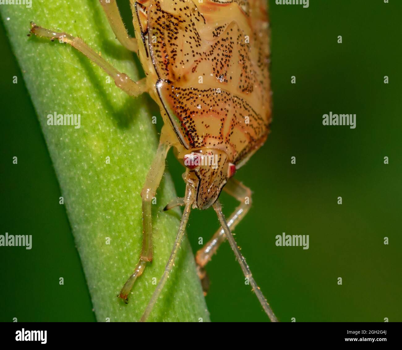 Ninfa di Stink Bug ad alare bruno sul ramo (Percevejo da Soja / Edessa meditabunda) Foto Stock