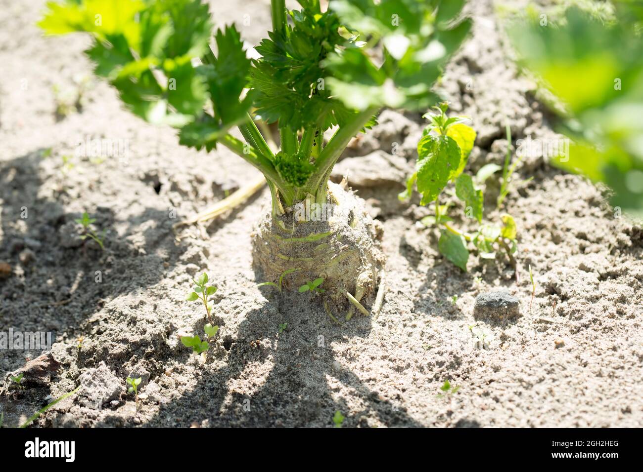 Sedano di radice, sedano in creleriac nel suolo, giardino Foto Stock