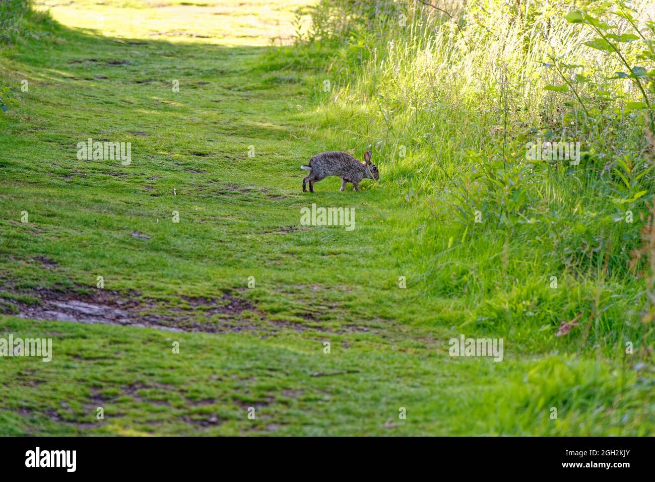 Coniglio carino nel bosco - Kinnoull Hill Woodland Park - Perth. Scozia, Regno Unito. 17 luglio 2021 Foto Stock