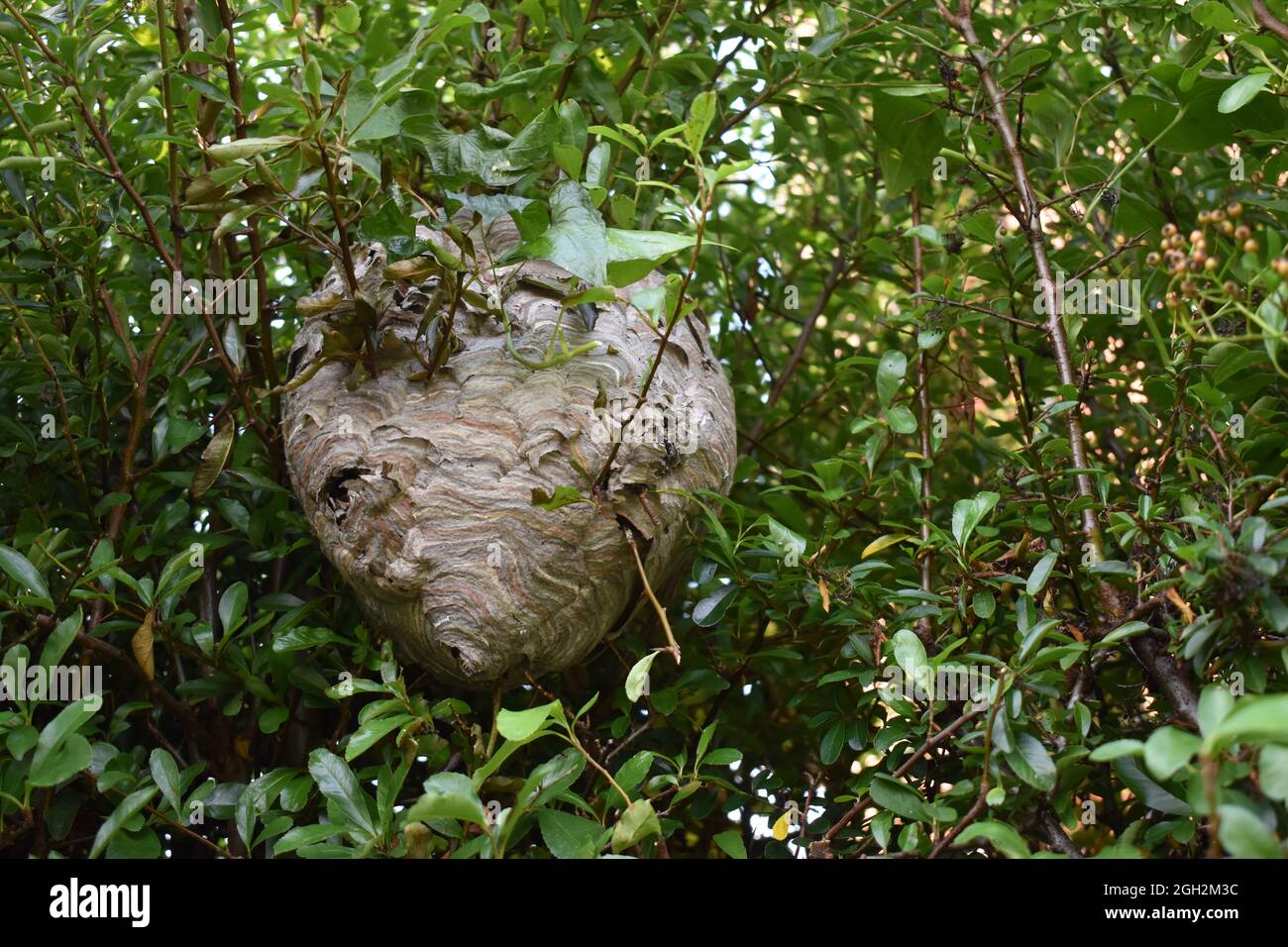 Un nido di vespa in una siepe di Pyracantha con copyspace. Foto Stock