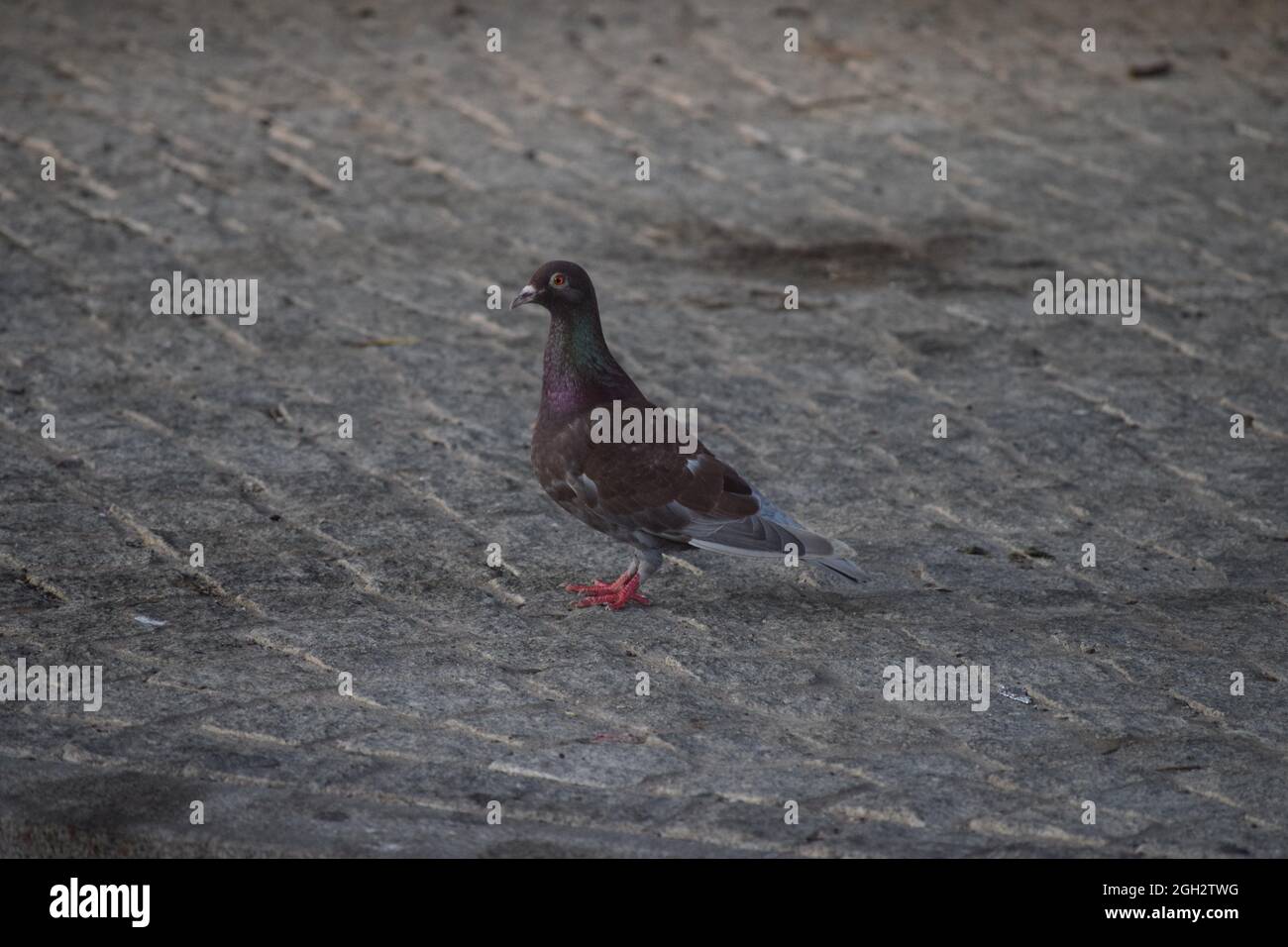 Un piccione rosso-marrone su ciottoli Foto Stock